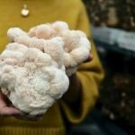 Primer plano de manos sosteniendo hongos cultivados de melena de león (Hericium erinaceus) hongo comestible, descubre aquí sus propiedades nutricionales, compuestos bioactivos y beneficios.