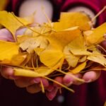 hojas del árbol ginkgo biloa, propiedades atiinflamatorias, antioxidantes, mejora salud cardiovascular, circulación sanguinea y más. Cómo consumir