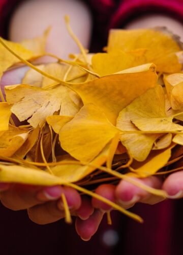 hojas del árbol ginkgo biloa, propiedades atiinflamatorias, antioxidantes, mejora salud cardiovascular, circulación sanguinea y más. Cómo consumir