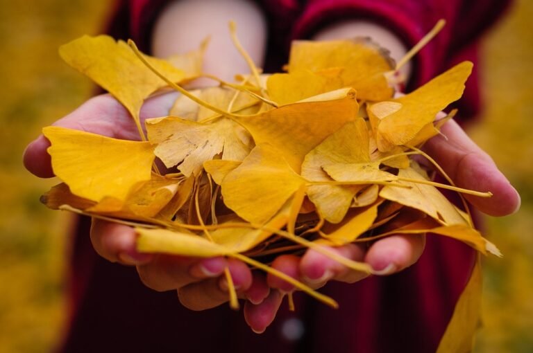 Ginkgo Biloba: Propiedades, Beneficios y Cómo Consumirlo