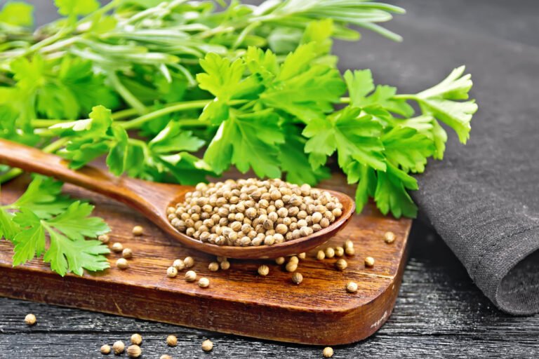 Cilantro: El Tesoro Nutricional y Medicinal que Debes Conocer