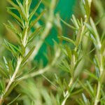 Los Increíbles Beneficios del Romero: Salud, Usos Culinarios y Más