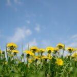 Diente de León El Tesoro Oculto de la Naturaleza para la Salud