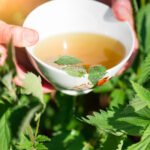 Ortiga Propiedades Medicinales, Beneficios Nutricionales y Usos en la Medicina Natural y Cocina