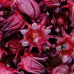 La Flor de Jamaica y sus Beneficios Nutricionales, Propiedades Medicinales y Usos Culinarios