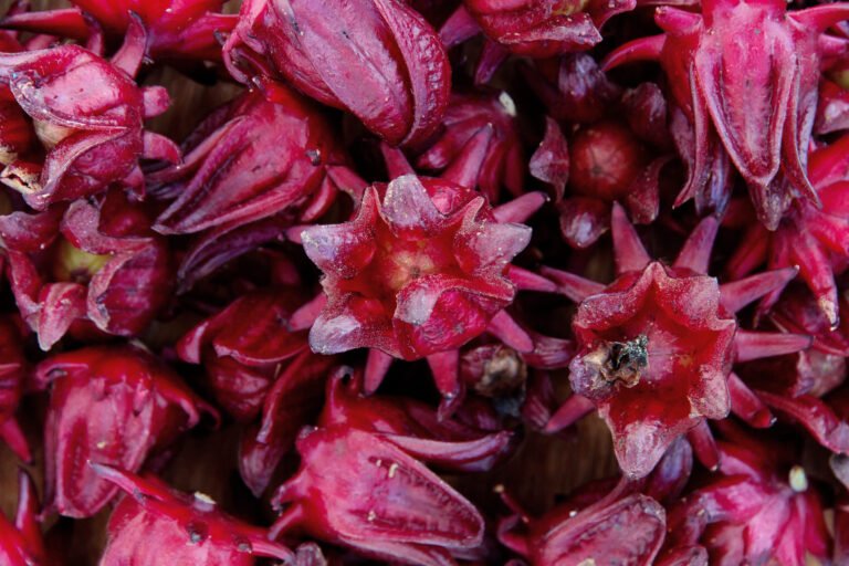 La Flor de Jamaica y sus Beneficios Nutricionales, Propiedades Medicinales y Usos Culinarios